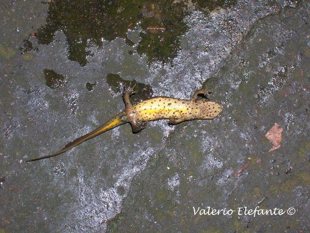 Tritoni @ Orto Botanico (Na)